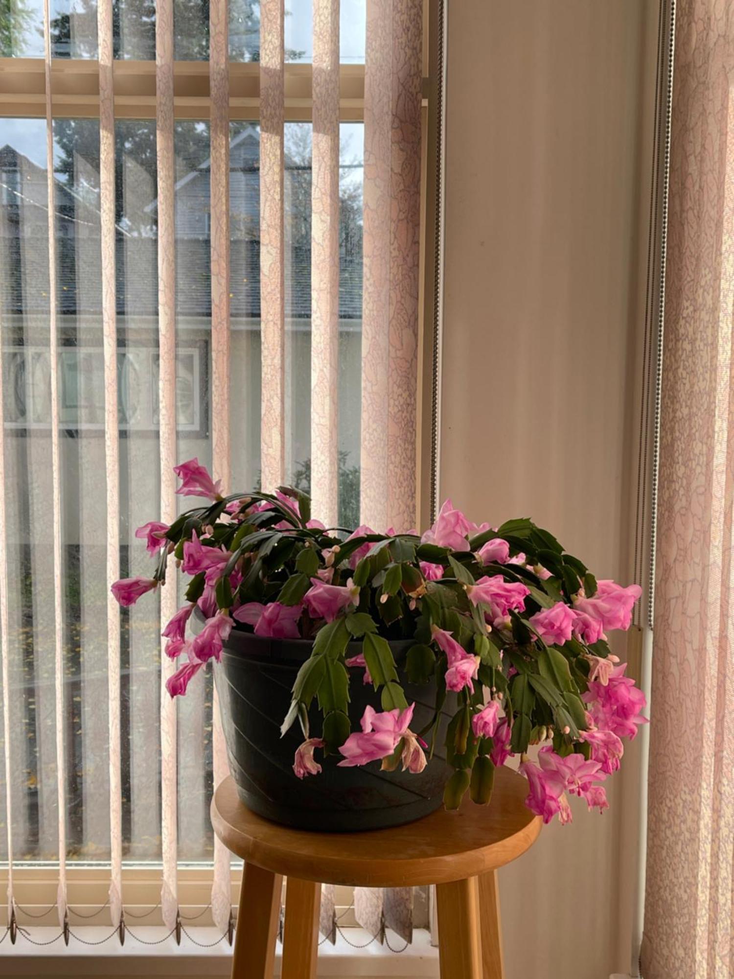 Cozy Guest Near Ubc, Downtown And Beaches Homestay *