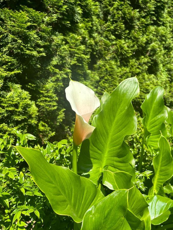 Garden Oasis Near Popular Main Street * Vancouver